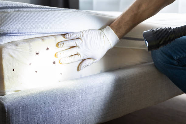Pest Control for Restaurants in Overland, MO