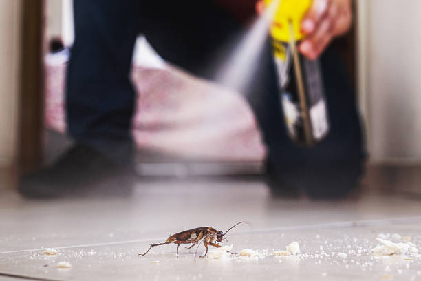 Wasp Removal Services in Overland, MO
